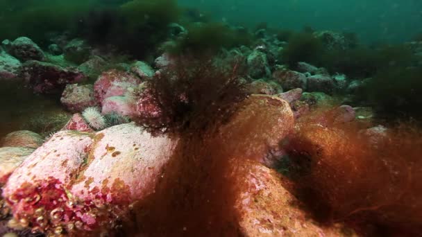 Riccio di mare sott'acqua sul fondo marino di Kamchatka . — Video Stock
