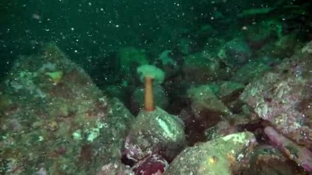 Anémonas blancas Metridium bajo el agua en el fondo marino del mar de Barents . — Vídeos de Stock