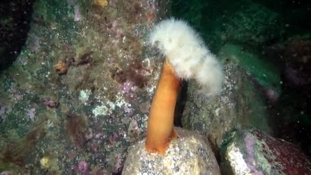 Weiße Anemonen Metridium Unter Wasser Auf Dem Meeresboden Der Barentssee — Stockvideo