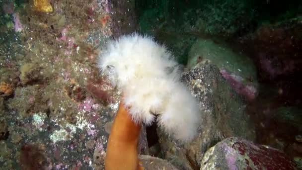 Bílé sasanky Metridium pod vodou na dno Barentsova moře. — Stock video