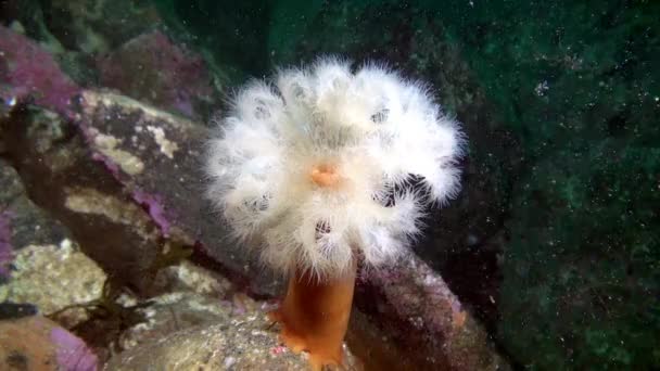 Wit anemonen Metridium onderwater op de zeebodem van de Barentsz-zee. — Stockvideo