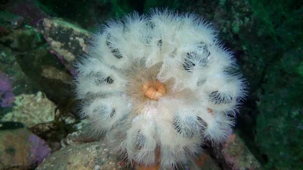 White Anemones Metridium underwater on seabed of Barents Sea. — Stock Video