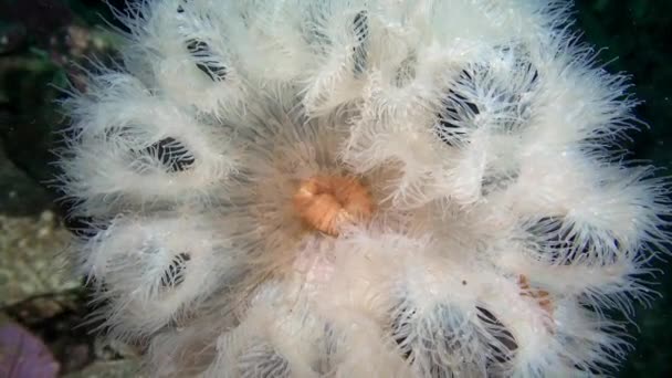 White Anemones Metridium underwater close-up. — Stock Video