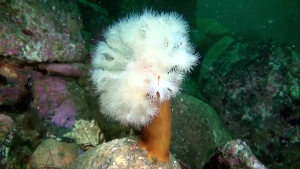 Белый анемонес Метридиум под водой на дне Баренцева моря . — стоковое видео