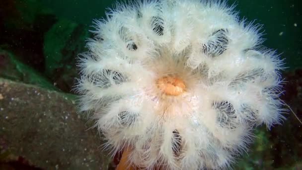Anémonas blancas Metridium bajo el agua en el fondo marino del mar de Barents . — Vídeos de Stock