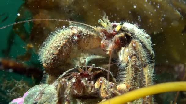 Раковые отшельники в поисках пищи под водой в Баренцевом море . — стоковое видео