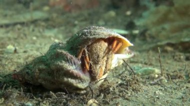 Kanser keşiş Barents Denizi üzerinde gıda sualtı arama.