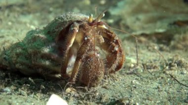 Kanser keşiş Barents Denizi üzerinde gıda sualtı arama.