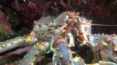 Dev Kral Yengeç Barents Denizi dibinin üzerinde yemek yiyor. Yakın çekim. Arktik Okyanusu mavi deniz yaşamının arka plan üzerinde benzersiz görüntüleri. Dramatik video.