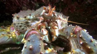 Dev kral yengeç yemek Barents Denizi deniz üzerinde yatağı yiyor..