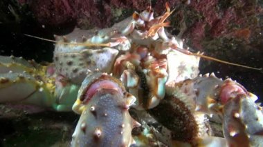 Dev kral yengeç yemek Barents Denizi deniz üzerinde yatağı yiyor..