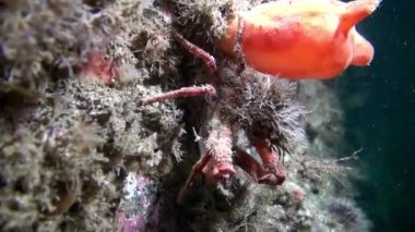 Dev Kral Yengeç gıda Barents Denizi üzerinde arama.