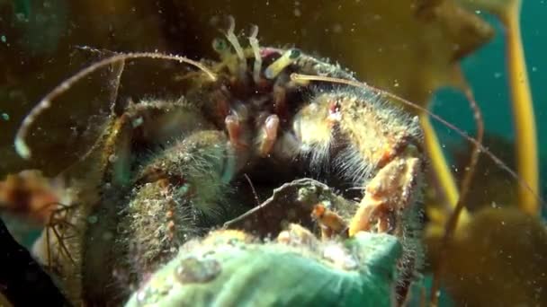 Cancer hermit in search of food underwater on Barents Sea. — Stock Video