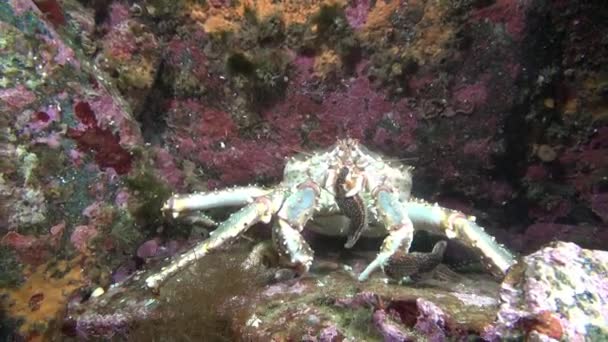 Гігант Королівський краб в пошуках їжі на Баренцова моря. — стокове відео