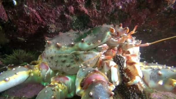 巨大なタラバガニは、バレンツ海の海底に食品を食べる. — ストック動画