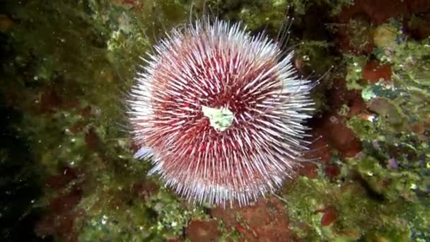 Echinoderms sea urchins on seabed of Barents Sea. — Stock Video