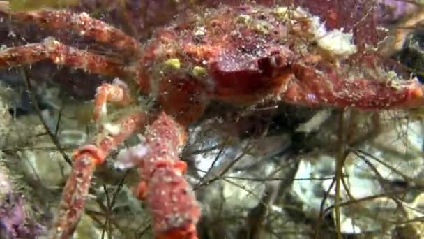 Crabe royal géant à la recherche de nourriture sur la mer de Barents . — Video