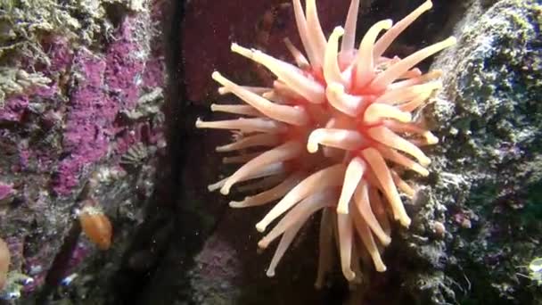 Anémonas rosadas Actinia primer plano . — Vídeo de stock