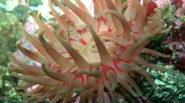 Pembe anemon Actinia yakın çekim.