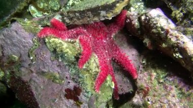 Deniz dibinin Barents Denizi'nin üzerinde kırmızı deniz yıldızı.