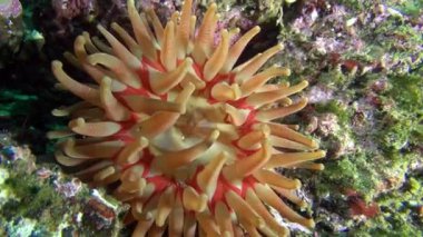 Anemon Actinia sualtı deniz dibinin Barents Denizi'nin üzerinde.