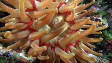 Anemon Actinia sualtı deniz dibinin Barents Denizi'nin üzerinde.
