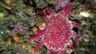 Deniz dibinin Barents Denizi'nin üzerinde kırmızı derisidikenliler.