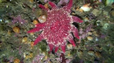 Deniz dibinin Barents Denizi'nin üzerinde kırmızı derisidikenliler.