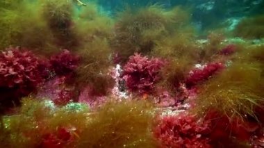 Derisidikenliler deniz kestanesi dibinin Barents Denizi'nin üzerinde.