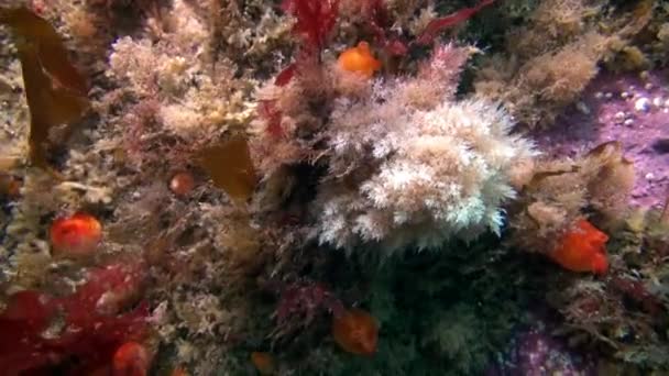 Морская жизнь на дне Баренцева моря . — стоковое видео