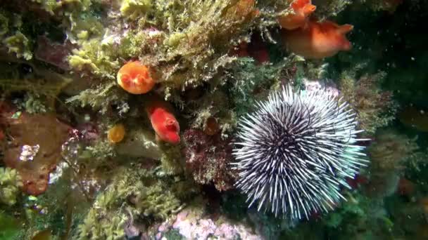 Ostnokožci ježovky na dno Barentsova moře. — Stock video