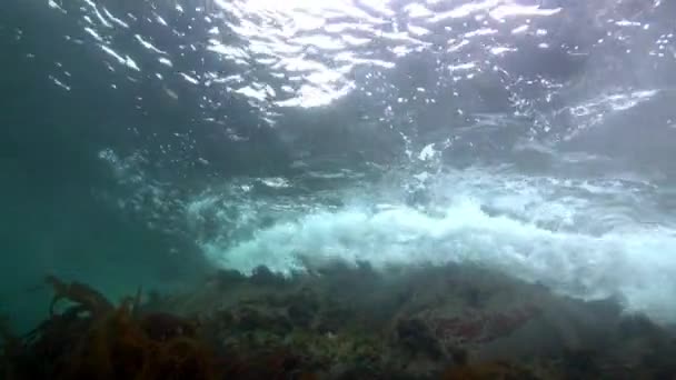 Seaweed underwater on seabed of Barents Sea. — Stock Video