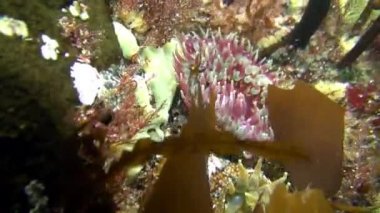 Pembe anemon Actinia yakın çekim.