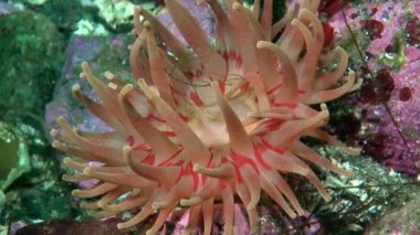 Barents Denizi'nde Anemon Actinia.
