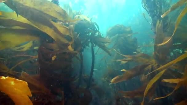 Algues sous-marines sur le fond marin de la mer de Barents . — Video