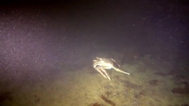 Barents Denizi yengeç.