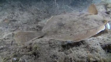 Pisi balığı su altında Barents Denizi dibinin üzerinde balık.