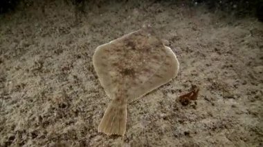 Pisi balığı su altında Barents Denizi dibinin üzerinde balık.