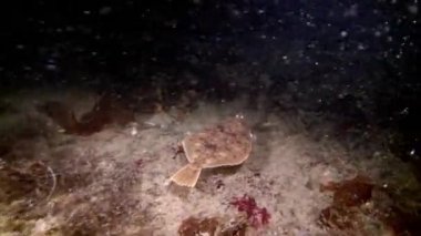 Pisi balığı su altında Barents Denizi dibinin üzerinde balık.