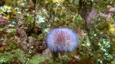 Derisidikenliler deniz kestanesi dibinin Barents Denizi'nin üzerinde.