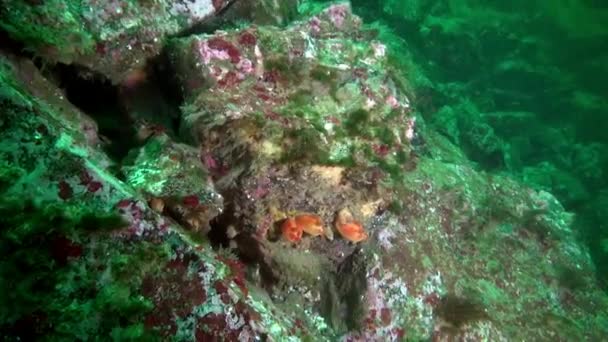 Éponge marine sous-marine sur le fond marin de la mer de Barents . — Video