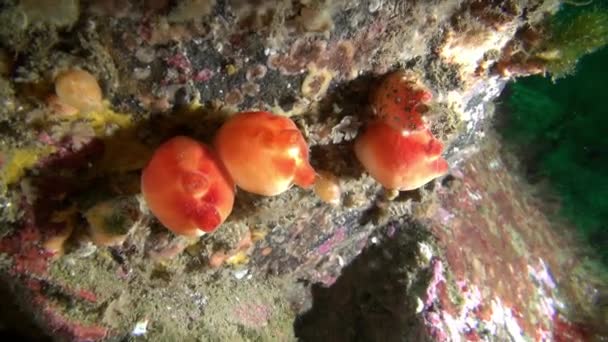 Morskiej gąbki pod wodą na dnie Morza Barentsa. — Wideo stockowe