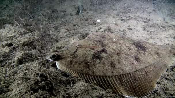 Flétan poissons sous-marins sur le fond marin de la mer de Barents .