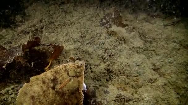 Pesci di ippoglosso nero sott'acqua sui fondali del mare di Barents . — Video Stock
