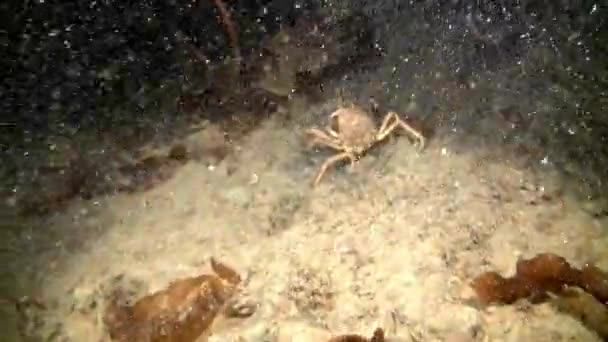 Halibut fish underwater on seabed of Barents Sea. — Stock Video