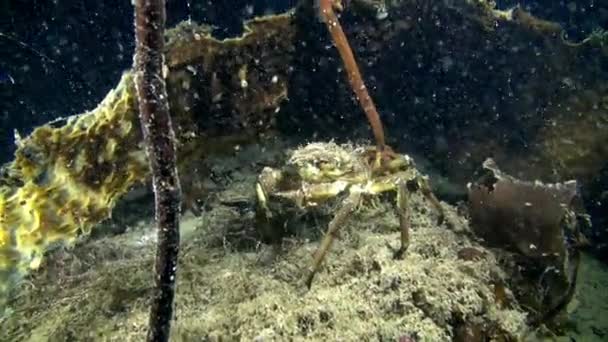 Cangrejo en el fondo marino del Mar de Barents . — Vídeos de Stock