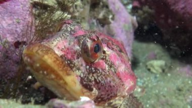 Egzotik benekli kırmızı balık suyun altında deniz dibinin Barents Denizi'nin üzerinde.