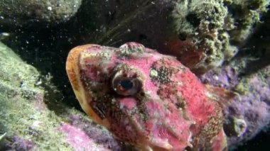 Egzotik benekli kırmızı balık suyun altında deniz dibinin Barents Denizi'nin üzerinde.