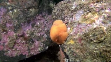 Sarı omurgasızını slug sualtı deniz dibinin Barents Denizi'nin üzerinde.