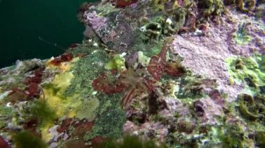 Çizgili cam karides deniz dibinin Barents Denizi'nin üzerinde.